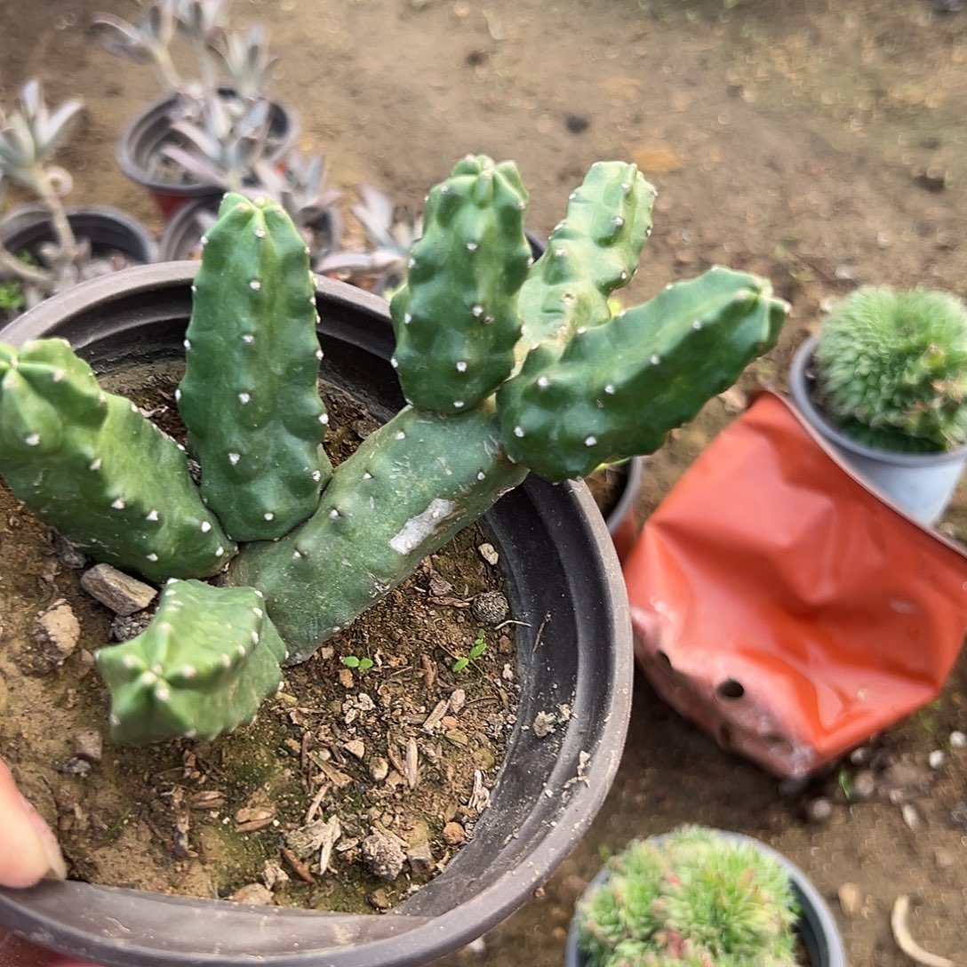 多肉植物桃太郎开花