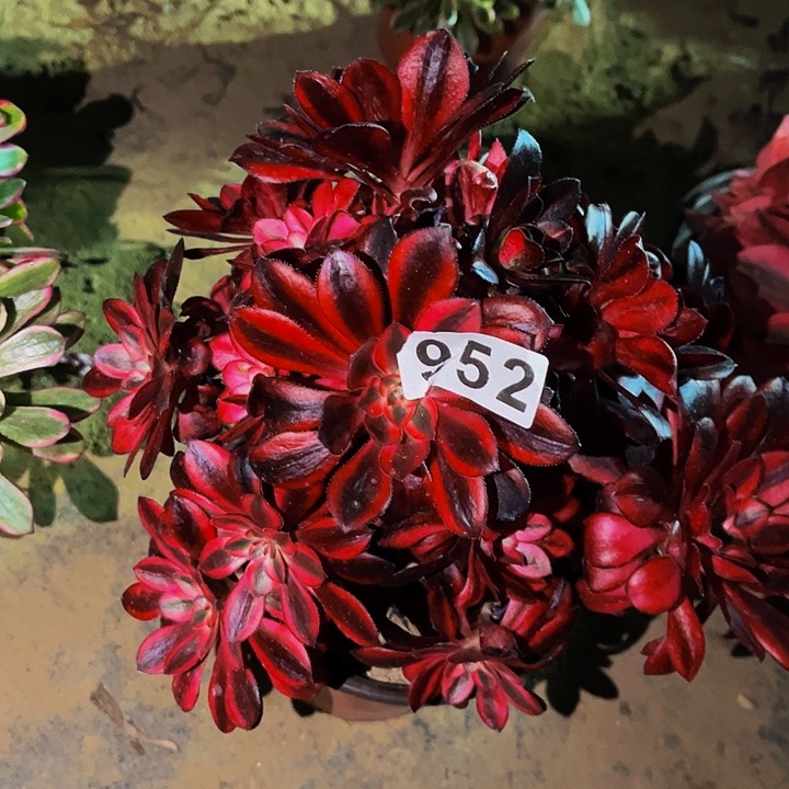 952香奈儿多肉植物处理不售后砍头丛林