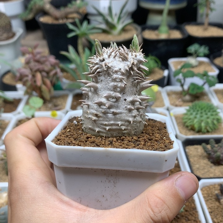惠比大黑母本带盆