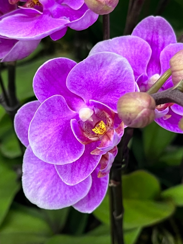 富豪优选（娇阳01）蝴蝶兰花期长好养护