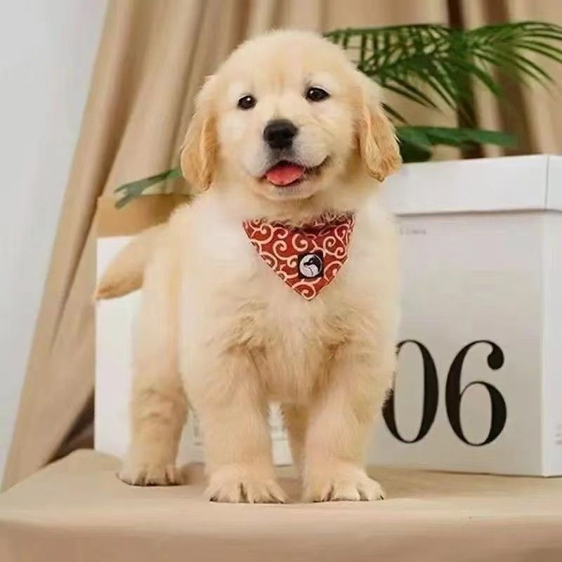金毛纯种双血统骨架血统幼犬金毛犬枫叶活物狗狗宠物狗