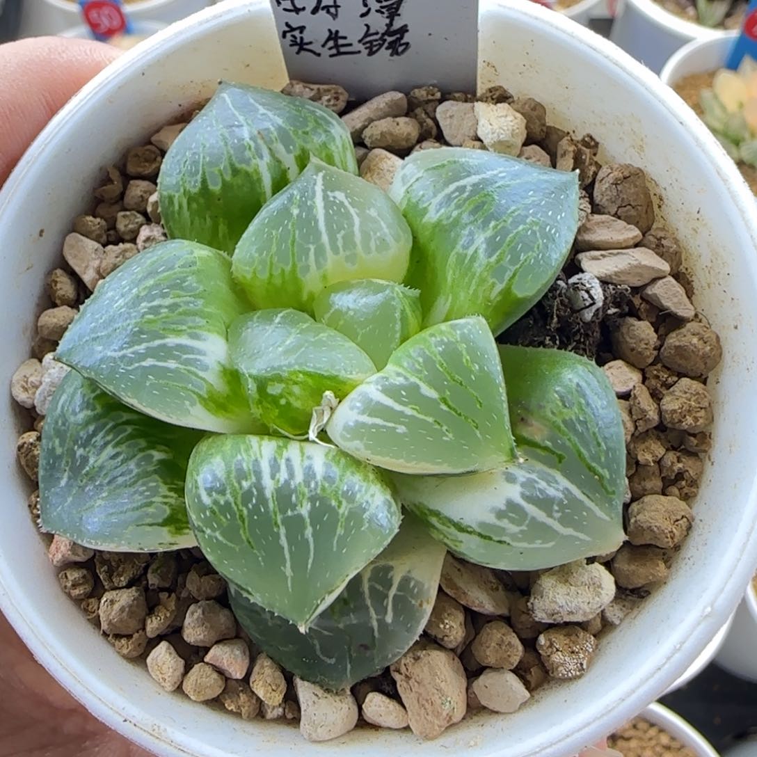 180号日月潭实生锦一物一拍带盆土