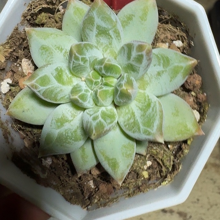 美人633多肉植物