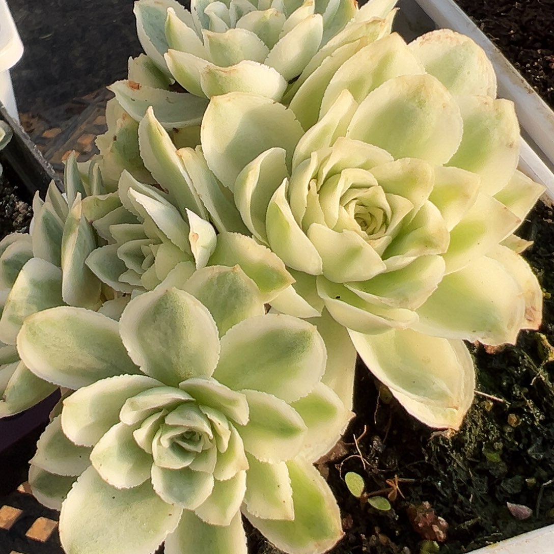 山地玫瑰锦秋夕952号