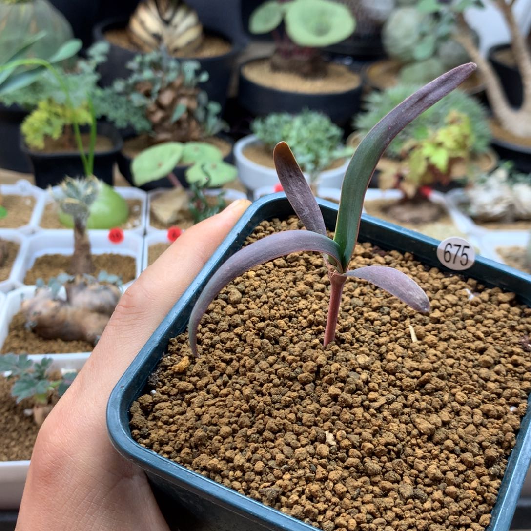 实生百岁兰带盆发货675