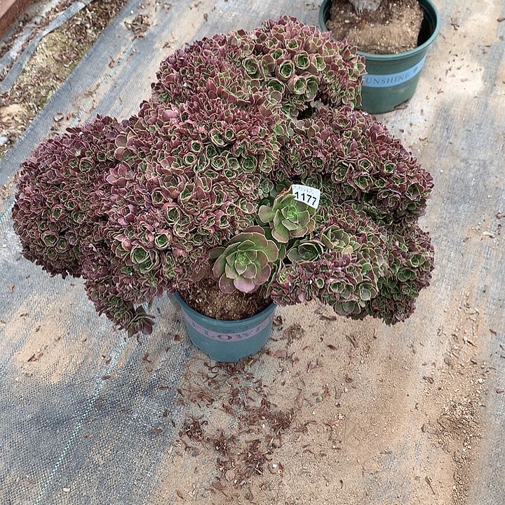 1177特玫瑰一颗缀化