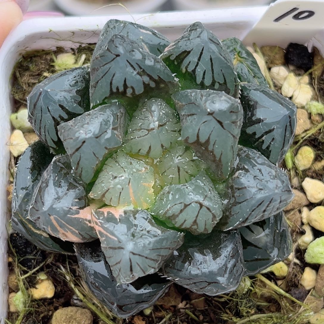 10龙爪玉露锦福利专场