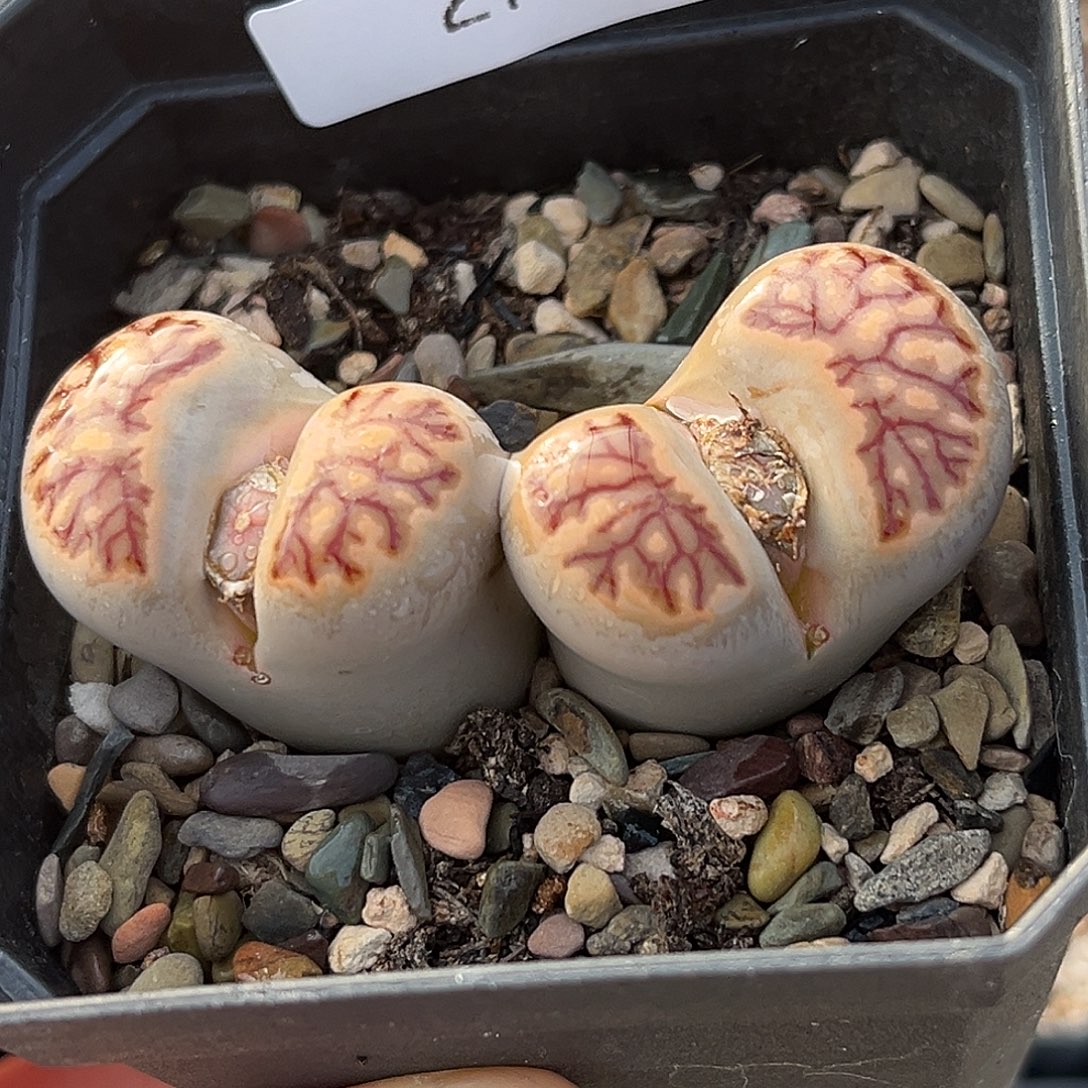 一物一拍菊母本2705