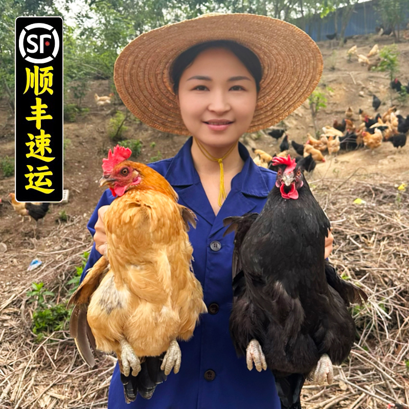 2年半以上老母鸡大别山散养散放若灵农场
