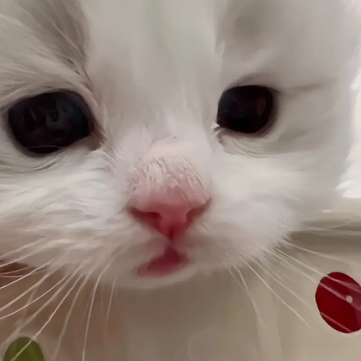 招财猫舍多种品类猫咪专属