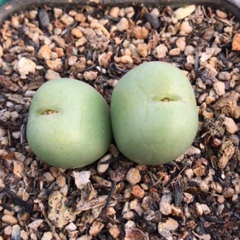 多肉肉锥 小拳拳