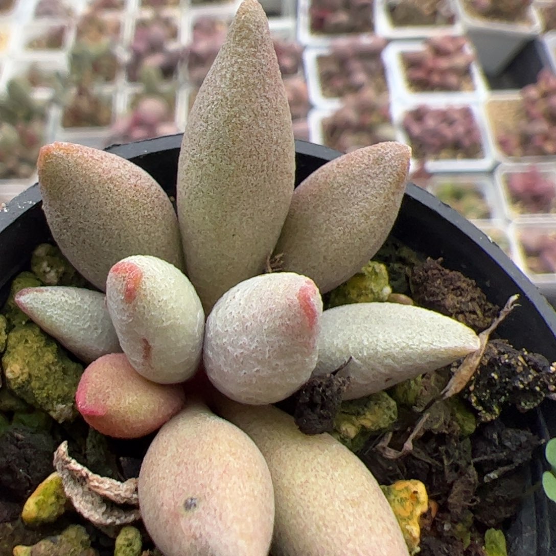 白糖豆大苗多肉植物水泡