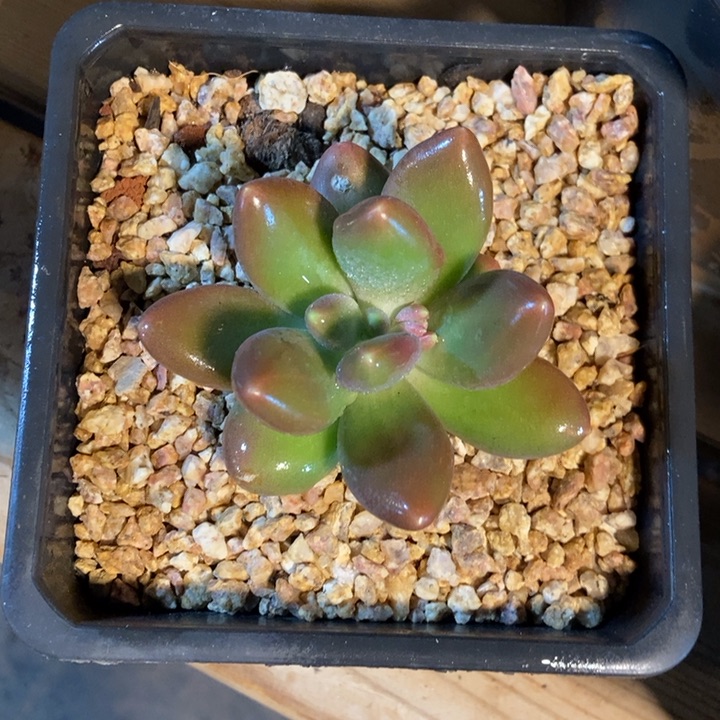 正版芒果奶多肉植物