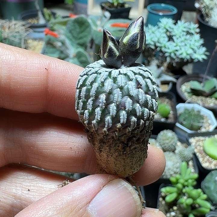 838精巧殿自根脱土发货