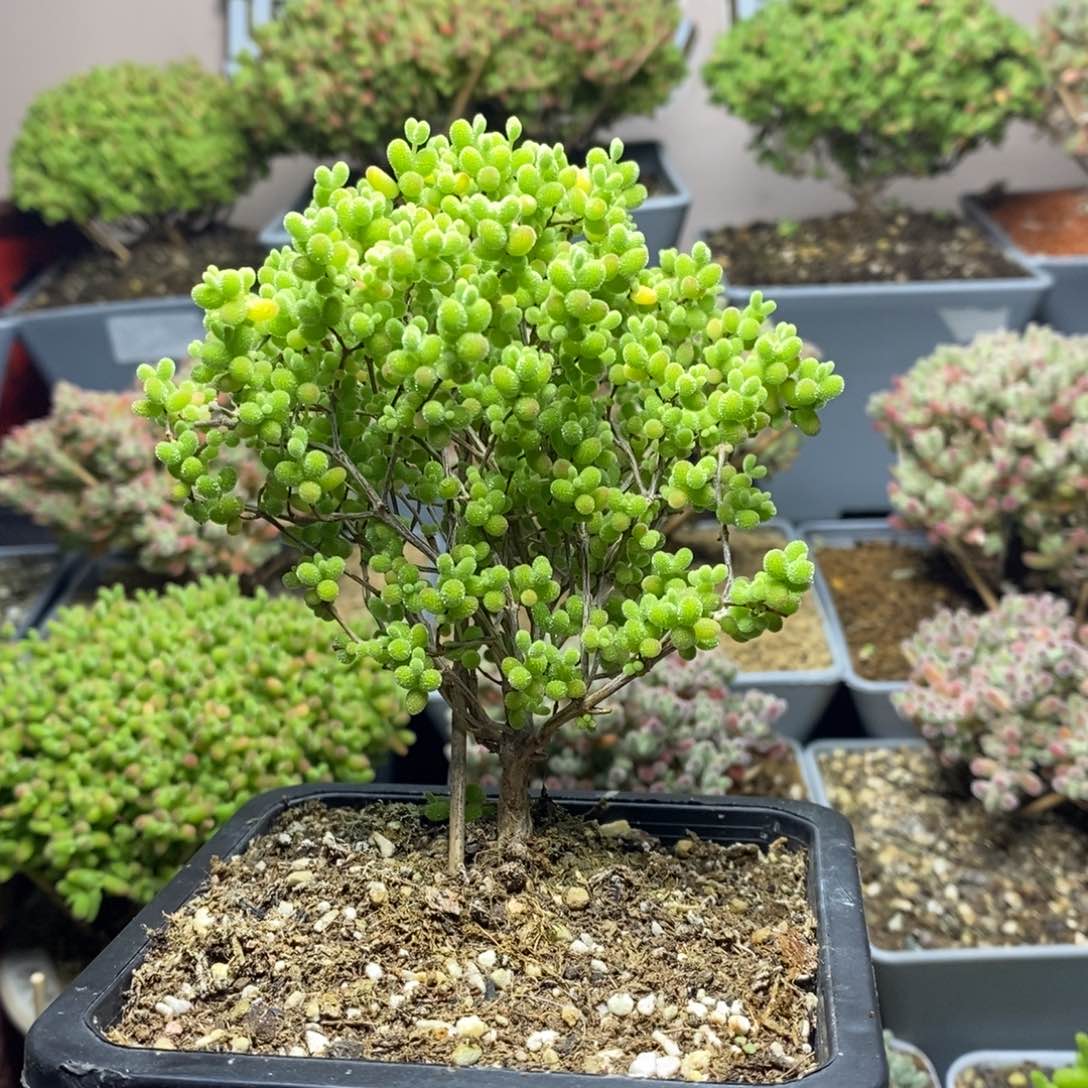 316蜜橘糖球枝干