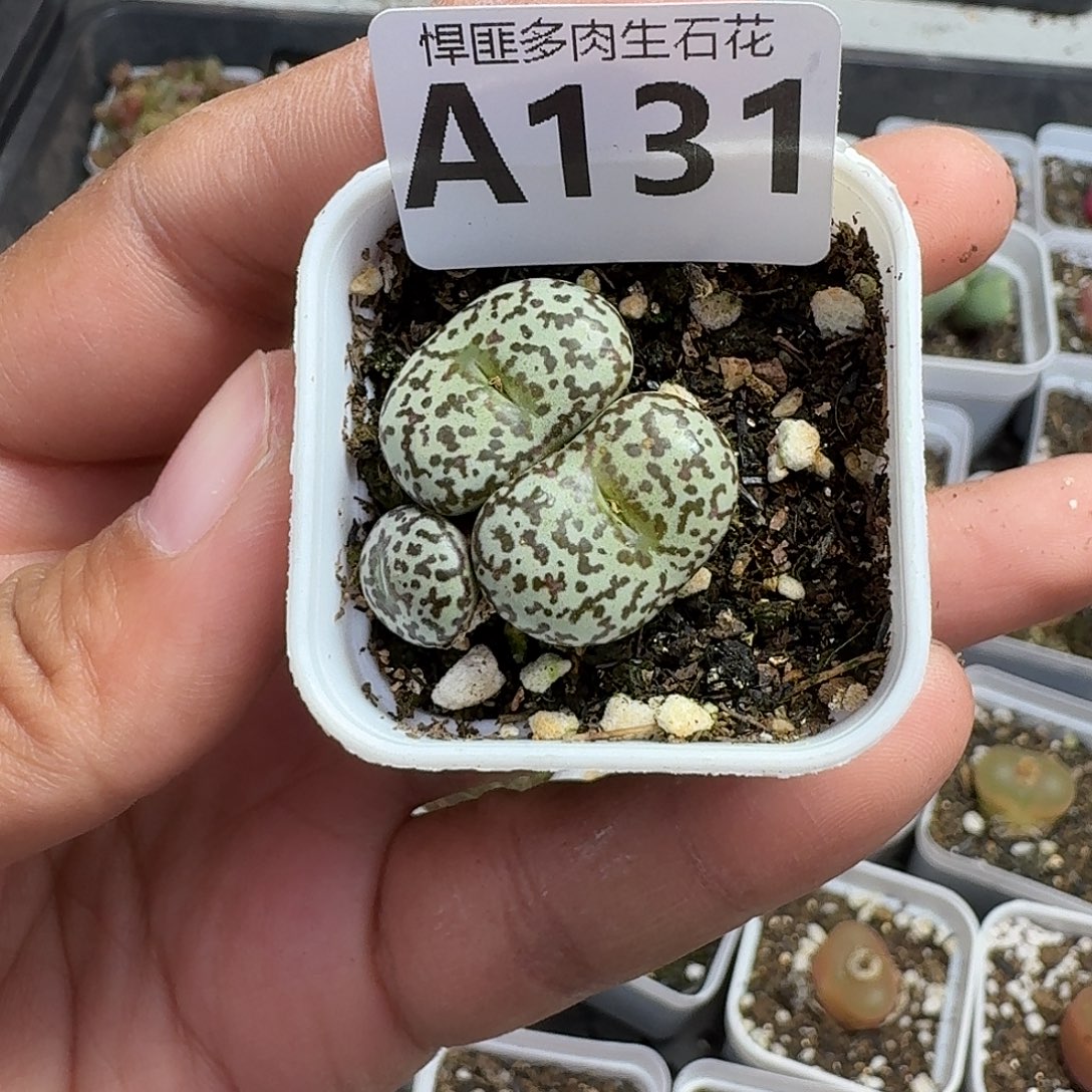 131多肉植物多肉植物