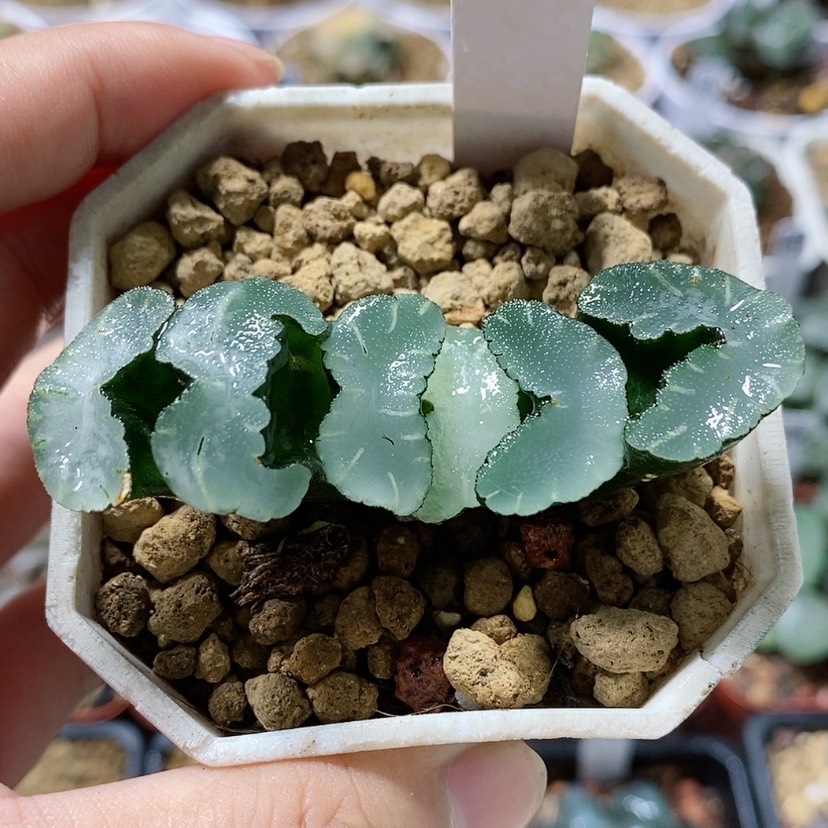 【闪购商品】21实生