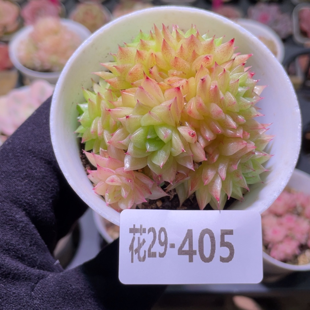 花利美29-405麦秆
