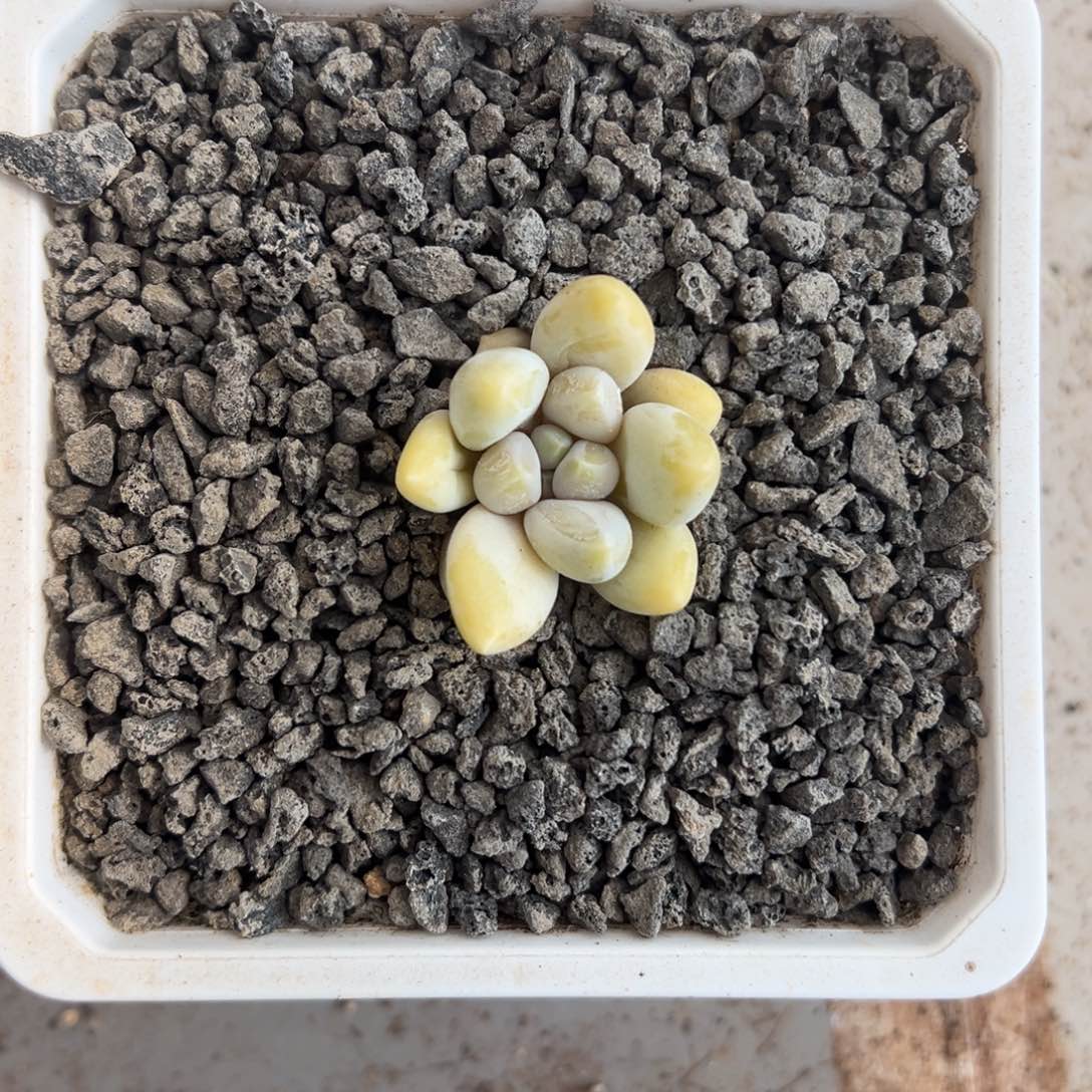 张张精品多肉小民