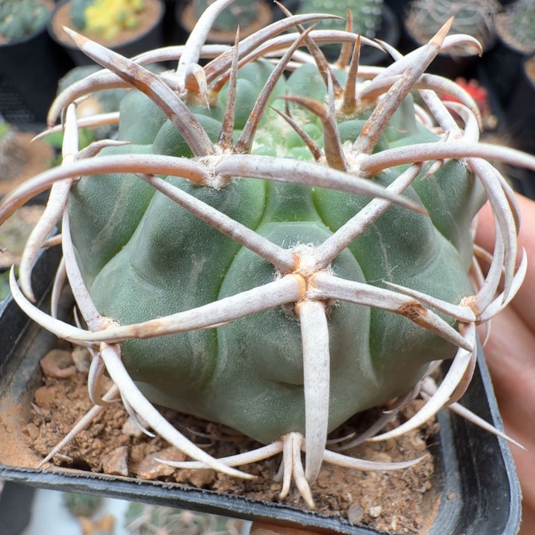 无花朵实生碧颜玉