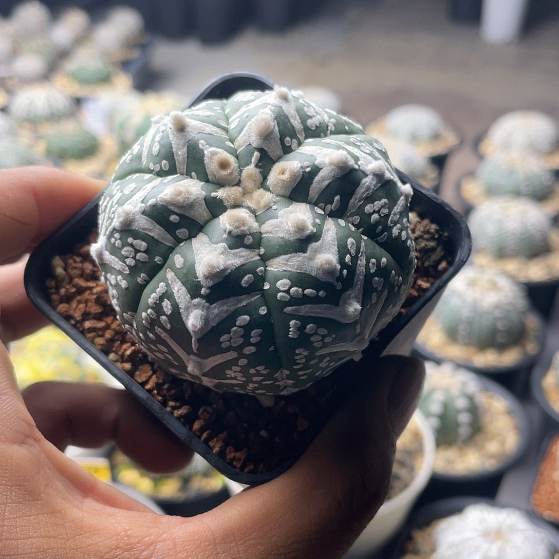 一物一拍泰系实生 102