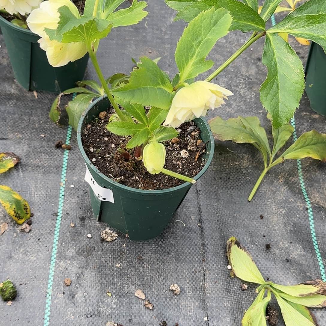 完全开放铁筷子1116