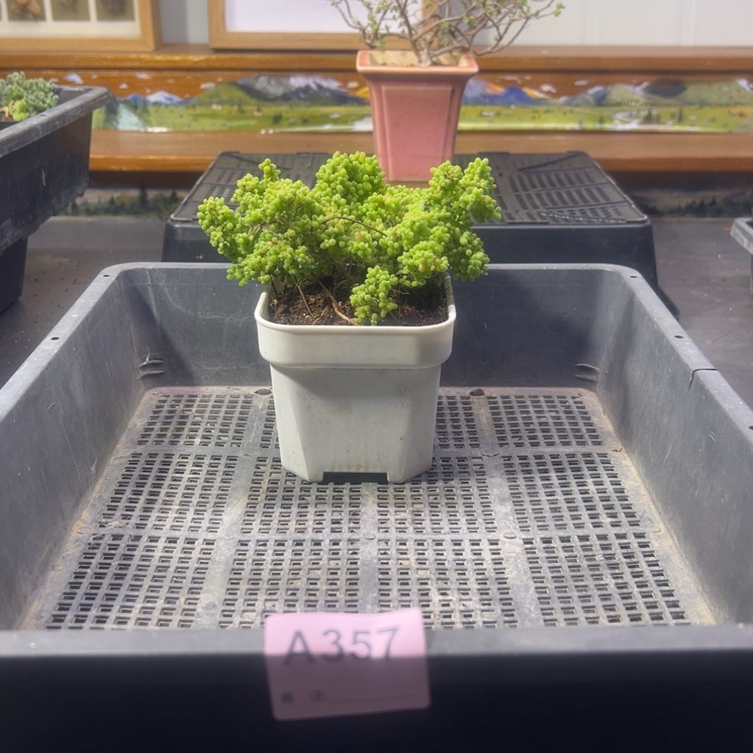 枝干番杏多肉植物357安