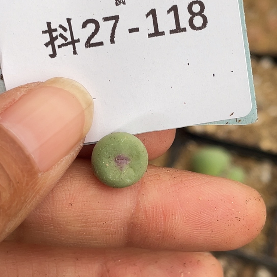 27-118嘴多肉植物