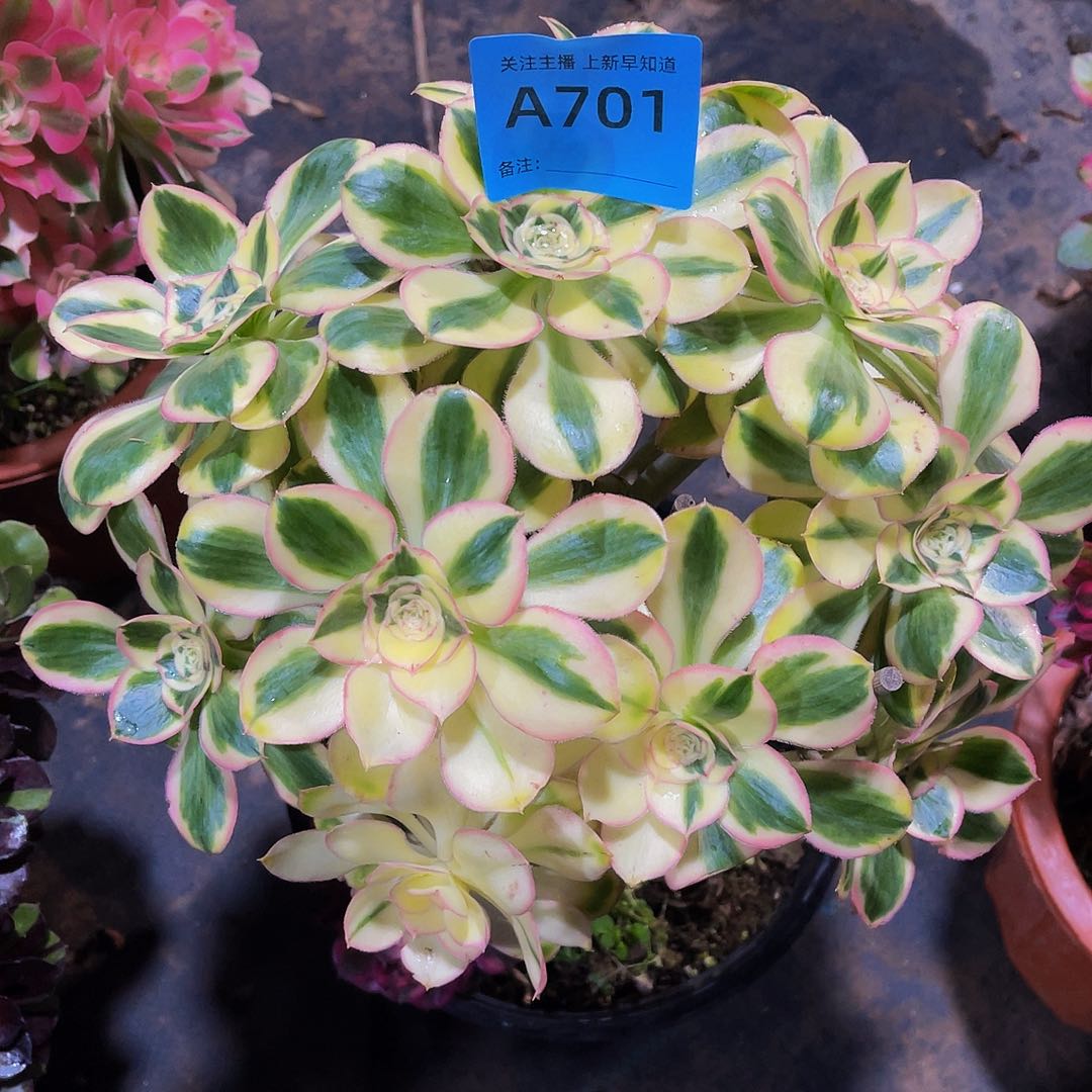 ?***?燕子701带土球加保温福利法师