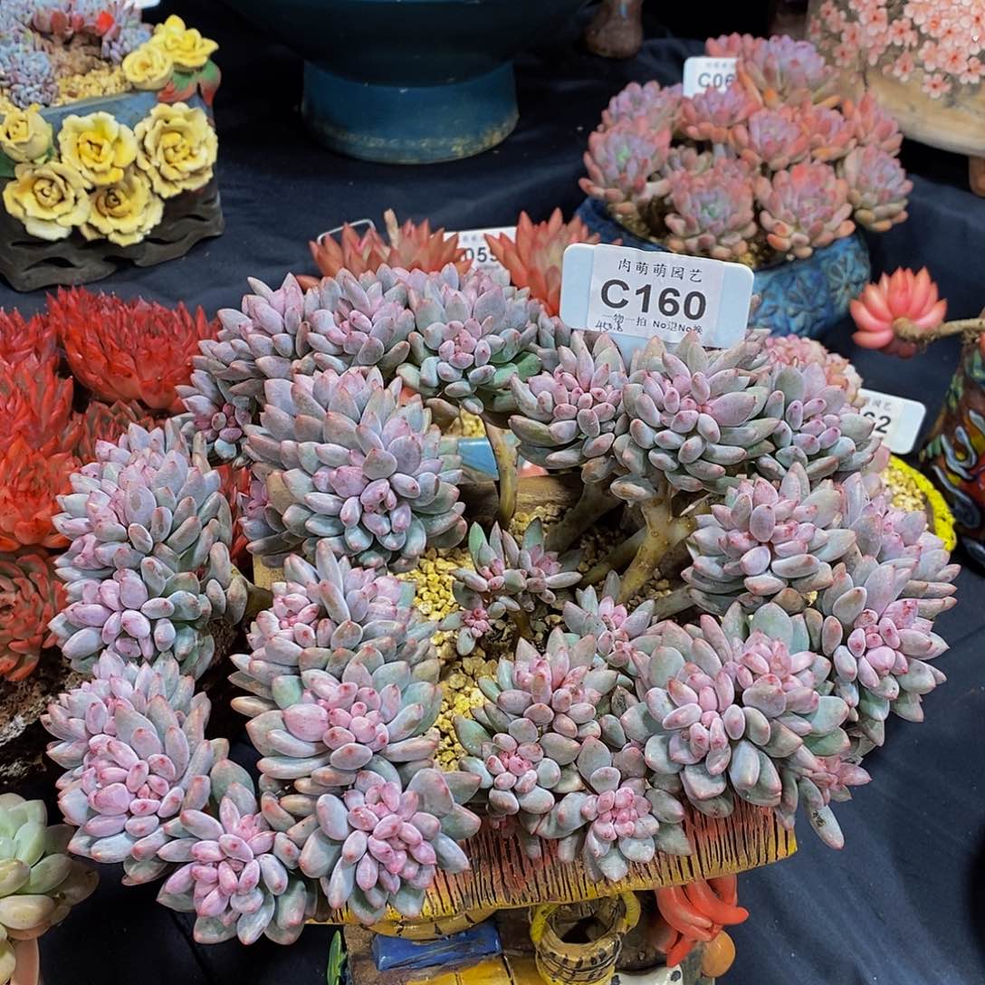 *****c160雪花美人多肉发货