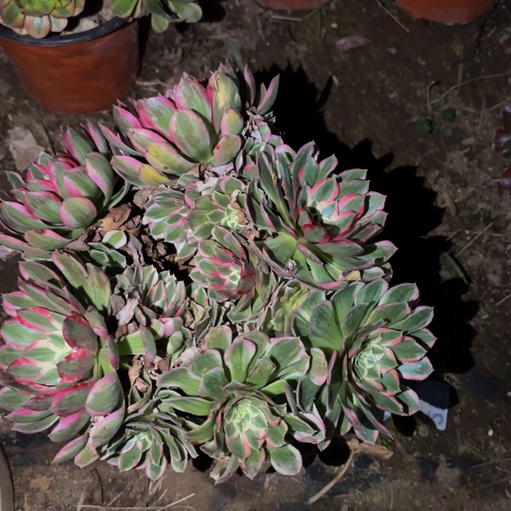 933玉芙蓉多肉植物