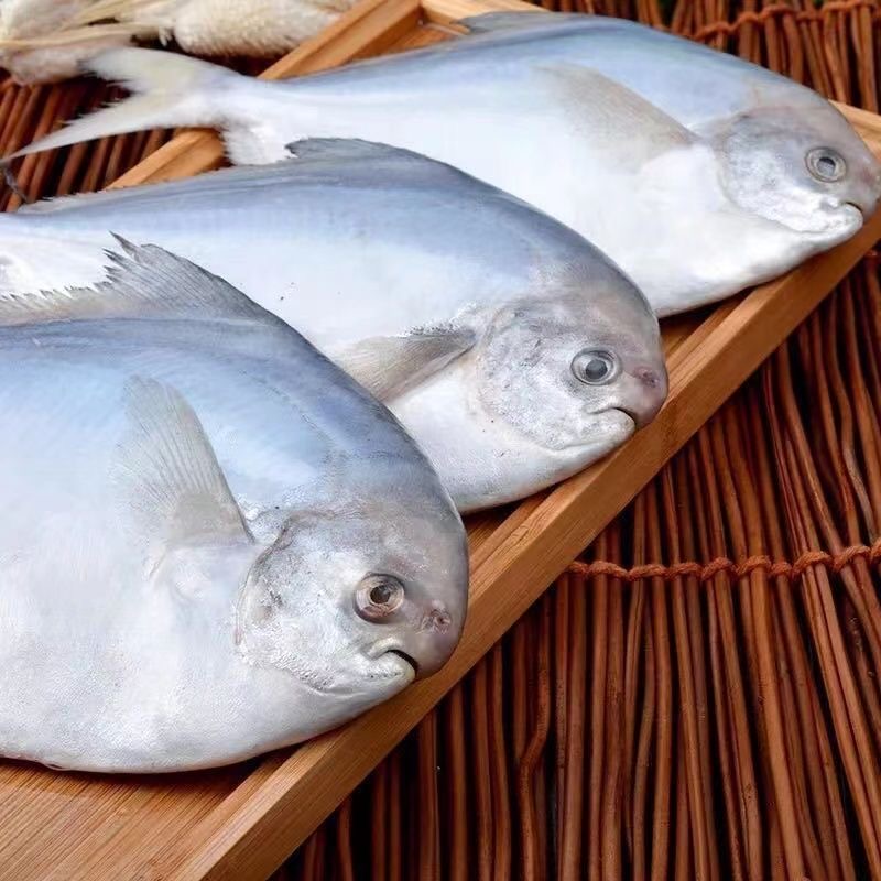 赣榆特产银鲳鱼小白鲳深海捕捞鲜鲜嫩鲳鳊鱼