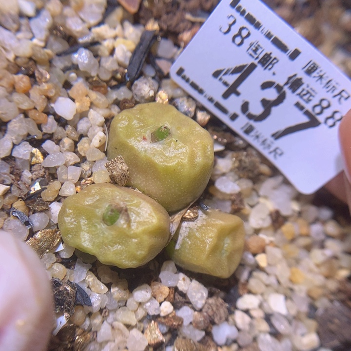 S精品生石花.437