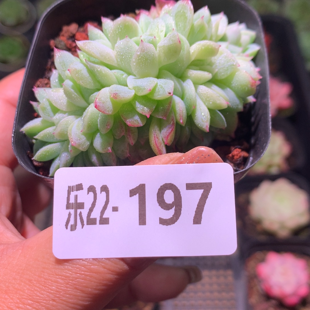 乐然22-197 新品缀化