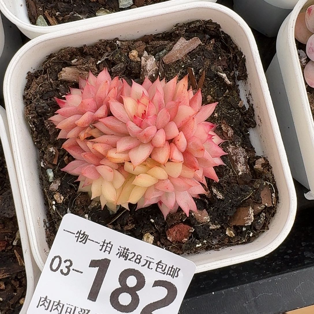 女雏无盆土发货无