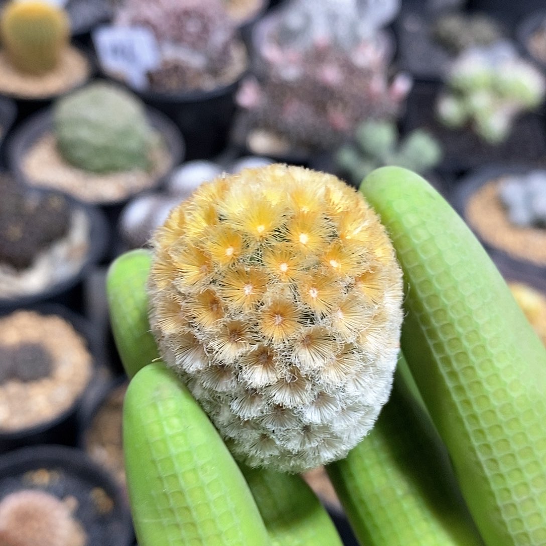 动**波佛头双色嘉文丸仙人球