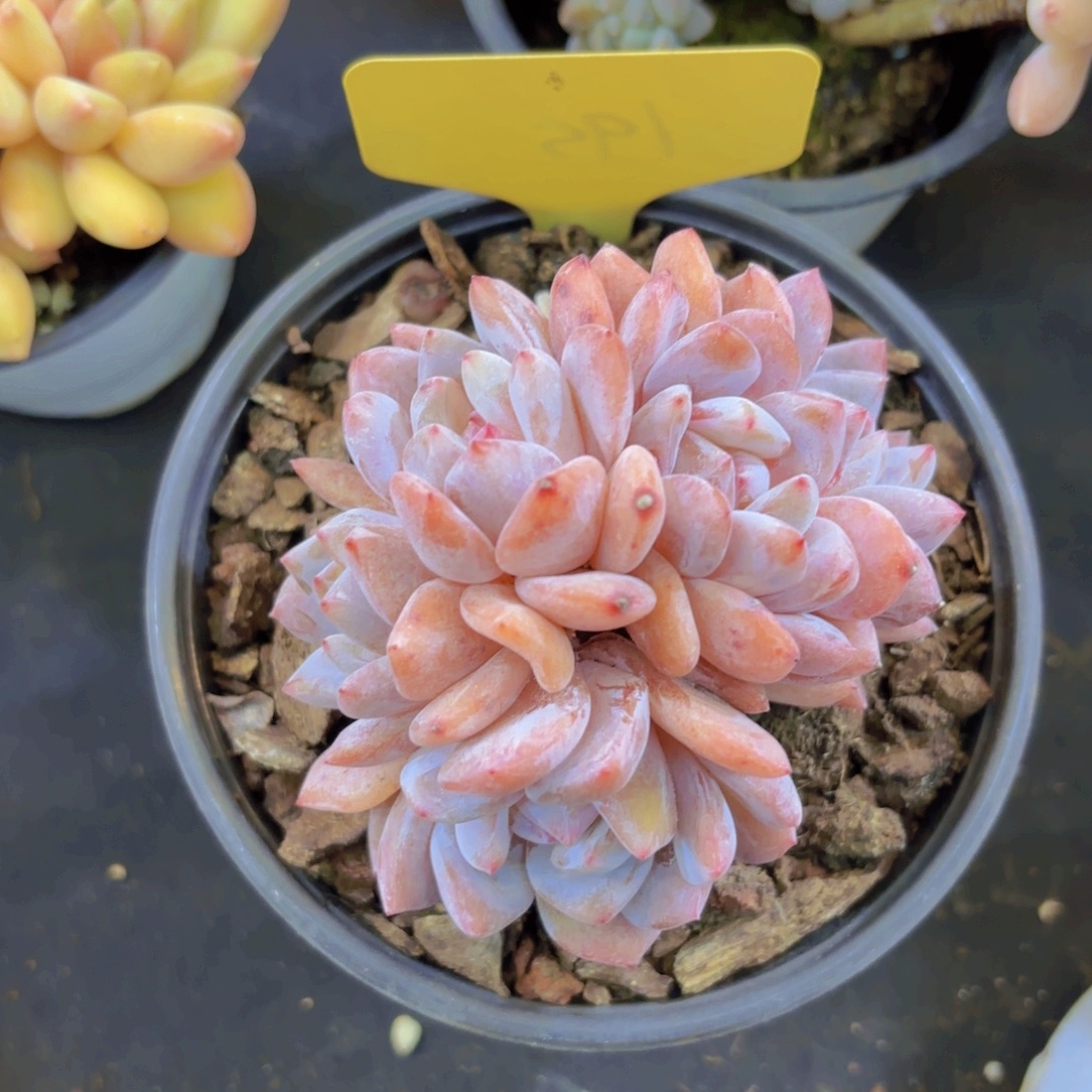 M***I云南金致家精品多肉