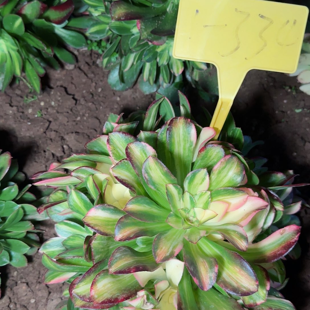 糖*?1-334--+多头多肉