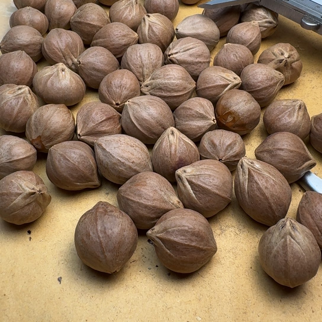 大***师橄榄核手串/手链1