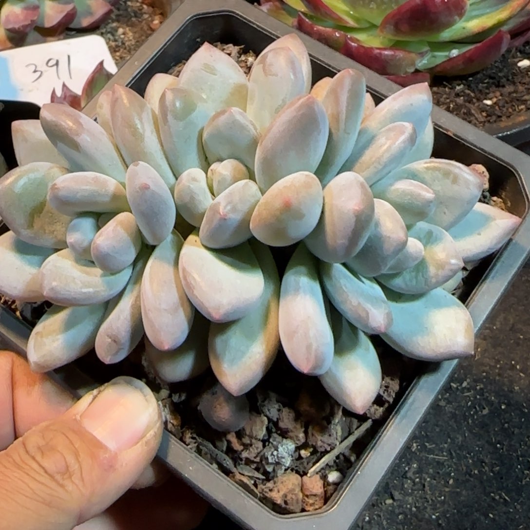 香水一物一拍包装收缩花旱