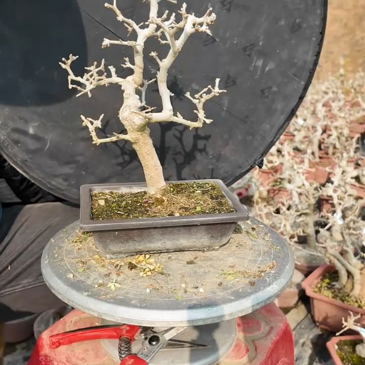 无花朵高度26粗2.2白蜡