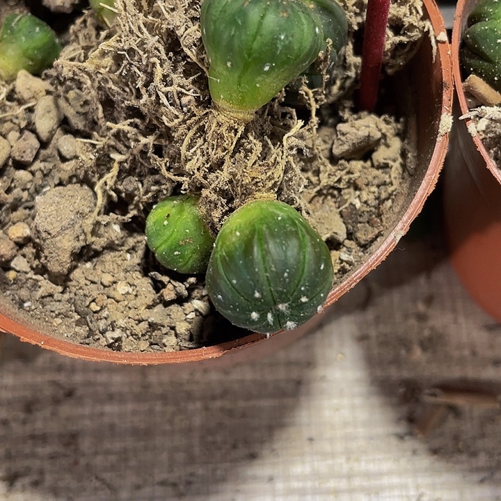 小小南瓜1.5托土发