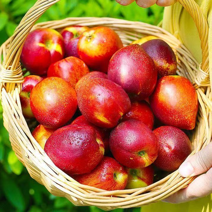 【产地直销】山东黄心油桃清甜爽口当季油桃新鲜脆甜多汁孕妇水果