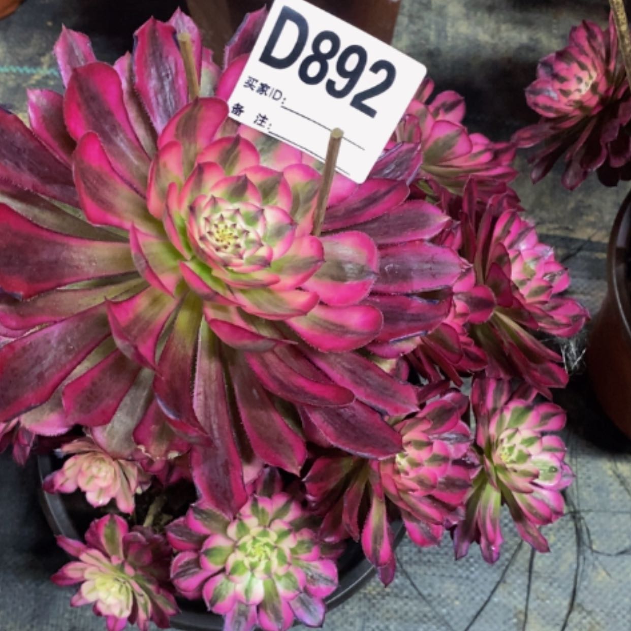 【闪购商品】美杜莎892