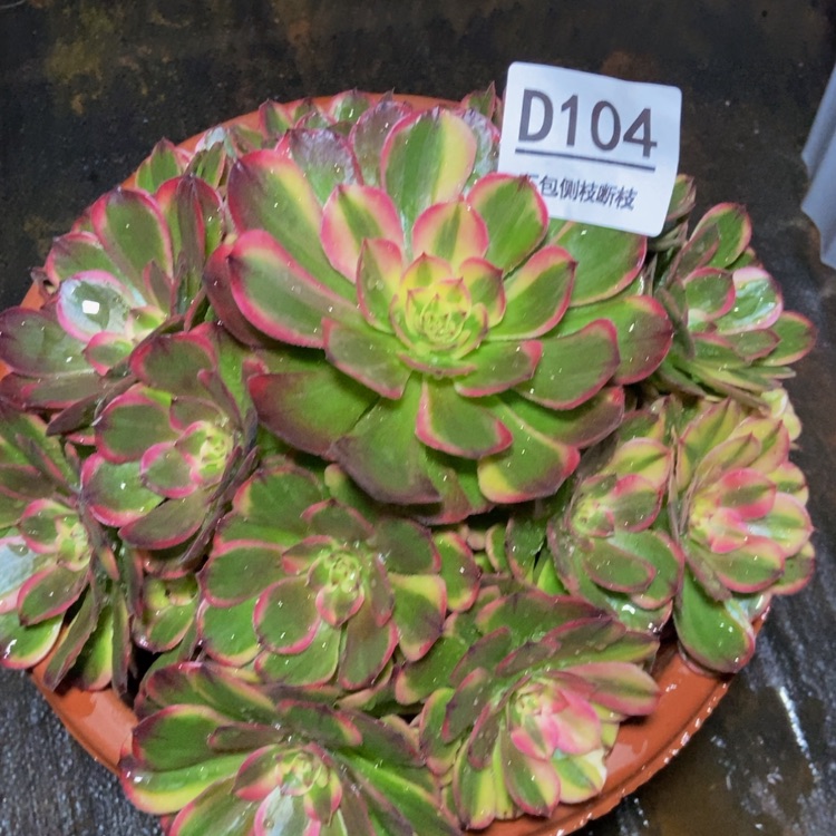 【闪购商品】104海神多肉