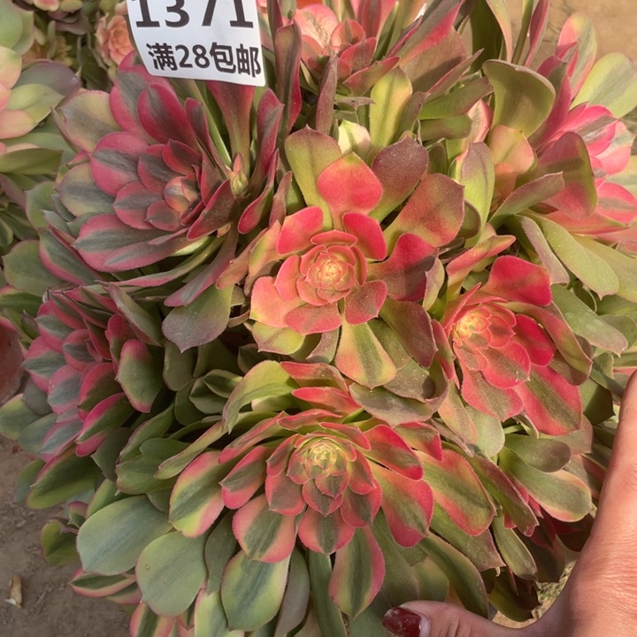 1371一号棚雅典娜c