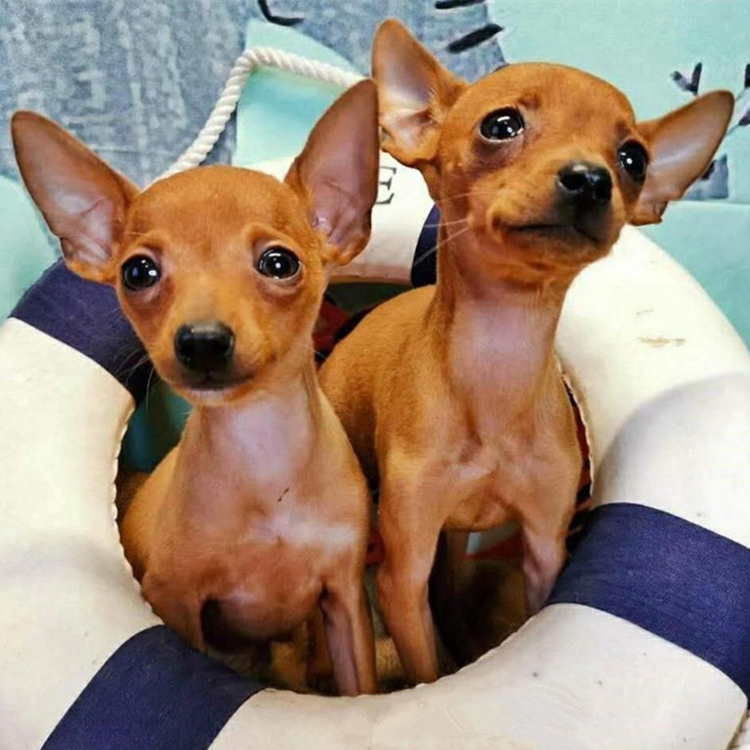 可爱宠物小鹿犬中华田园犬等活体拍单时候联系客服