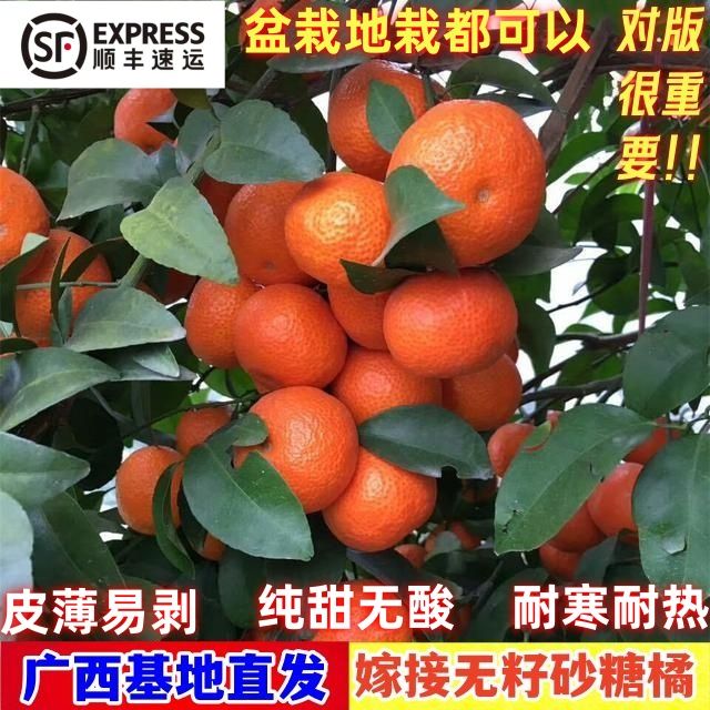 正宗砂糖橘果树苗阳台庭院盆栽地栽种植