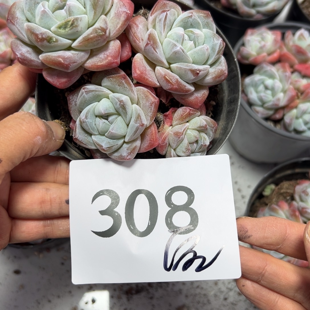 空***也308、寻寻常常vvv吧吧吧