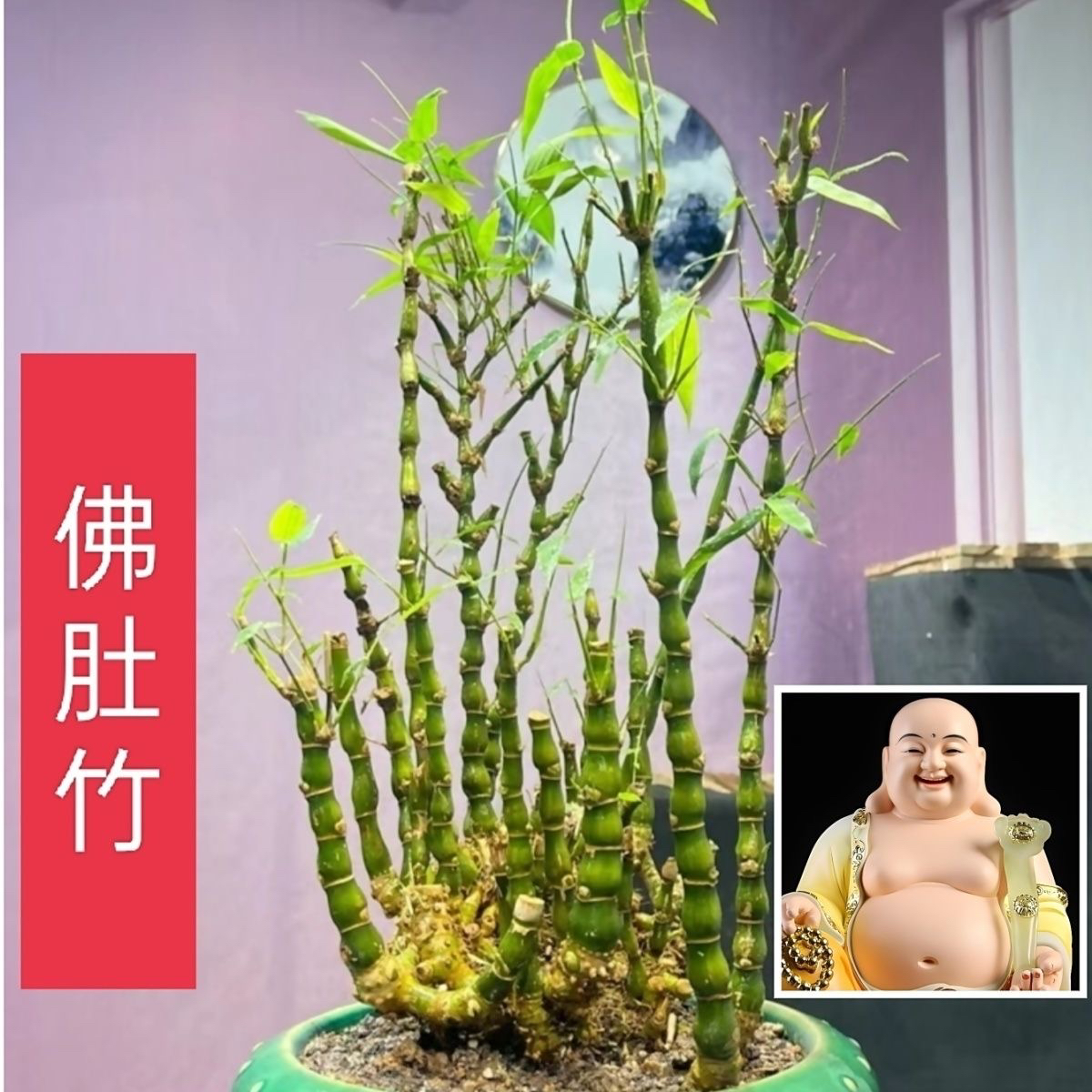 佛肚竹绿植室内罗汉竹盆栽观赏四季常青庭院竹子植物盆景